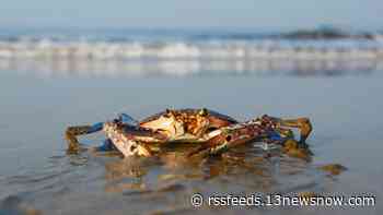 Crab population in Chesapeake Bay at lowest since 1990, survey says