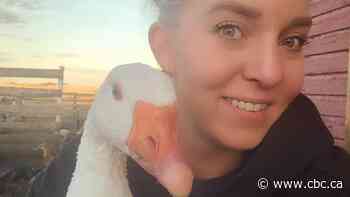 'Heartbreaking' loss as avian influenza hits backyard chicken flocks in Alberta