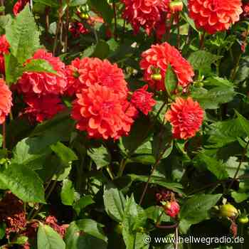 Welttag der Biene: Bienentipps aus dem Kreis Soest - Hellweg Radio