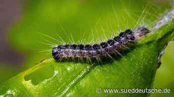 Tiere - Dresden - Eichenprozessionsspinner: Anstieg der Population erwartet - Gesellschaft - Süddeutsche Zeitung - SZ.de