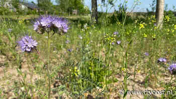 Meer bloemetjes en bijtjes door Groen Lint in Olst - RTV Oost