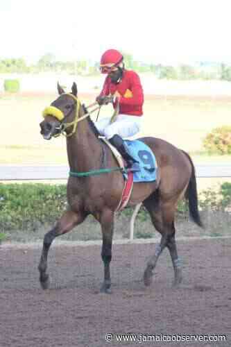 God of Love in fine nick ahead of $1-m dash - Jamaica Observer