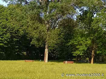 Formigine, Romani (Lega): “Erba alta e parchi impraticabili. Perché il comune non ha vigilato sui disservizi delle cooperative sociali?” - Modena 2000