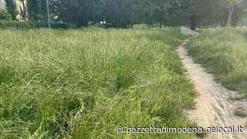 Modena, la denuncia «Erba alta nei parchi della città: il Comune pensa di intervenire?» - La Gazzetta di Modena