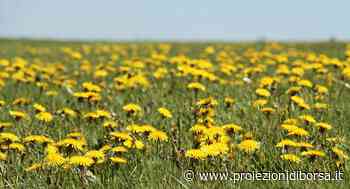 Migliorerebbe la digestione depurando il fegato grasso questa erba che pochi conoscono ma preziosa per l’o ... - Proiezioni di Borsa