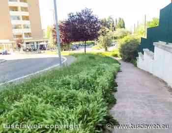 "Erba alta al quartiere Santa Lucia" - Tuscia Web