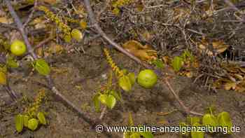 Albtraum-Baum aus Amerika: Dieses Gewächs verstümmelt und tötet Menschen