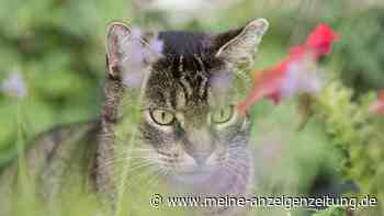 Ausgangssperre für Katzen in Walldorf: Besitzer legen Widerspruch ein