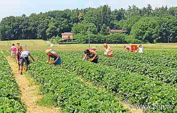 Preisverfall, Trockenheit, Frost: Erdbeermarkt bricht ein - Landkreis Passau - Passauer Neue Presse - PNP.de