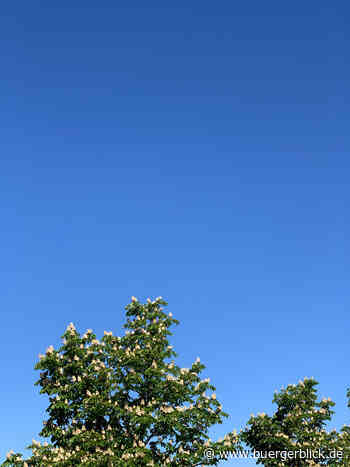 Klimakrise: Wie Kastanien gegen den Durst kämpfen - Brennpunkt - Bürgerblick Passau