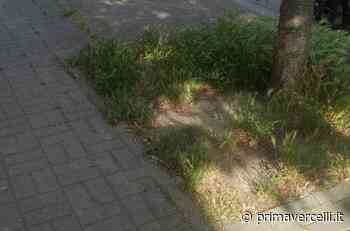 "Forasacchi" in via Oldoni: la segnalazione di un lettore - Prima Vercelli