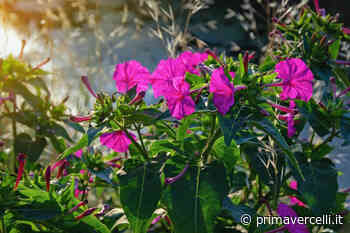 Bella di notte: bellissimi fiori che sbocciano al buio - Prima Vercelli