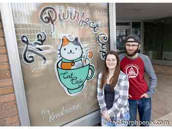 Purrfect Cup Cat Cafe opens in downtown Saskatoon - Saskatoon Star-Phoenix