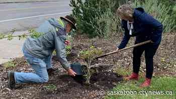 Saskatoon conservation group says tree planting represents hope for Ukraine - CTV News Saskatoon