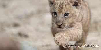 In freier Wildbahn ausgestorben: Berberlöwin in Pilsener Zoo bringt Vierlinge zur Welt