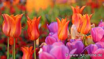 Tulpen suchen in Hemer ein neues Zuhause - IKZ News