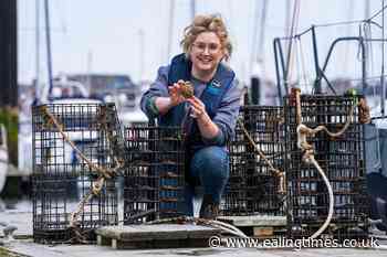 Oysters may flourish once more in Belfast with restoration project - Ealing Times