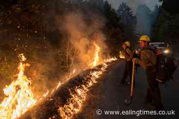 Man jailed for 24 years over wildfire that killed 12 condors - Ealing Times