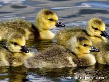 Edmonton weather: The sun came back just in time for the long-weekend