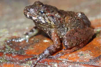 562 endangered species considered ‘lost’, researchers trying to find them - Comox Valley Record