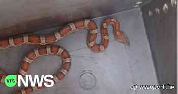 Man uit Koksijde vindt korenslang in tuin: "Ongevaarlijk, maar beet kan venijnig zijn" - VRT NWS