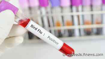 Avian influenza detected at Denver-area animal shelter