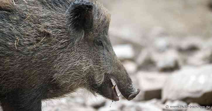 Wildschwein verirrt sich in Kosmetiksalon in Krakau