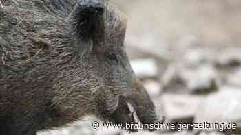 Wildschwein verirrt sich in Kosmetiksalon in Krakau