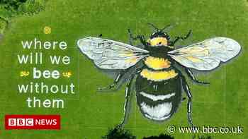 World Bee Day: Artwork creates buzz around threat to bees