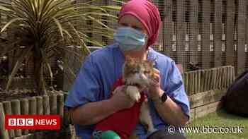 Bradford cat sanctuary helps injured and disabled felines