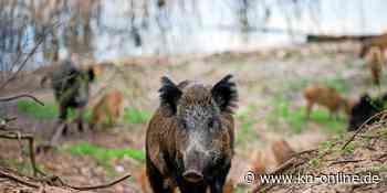 Wildschwein verwüstet Kosmetiksalon in Polen