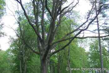 Die fast vergessene Luthereiche von Reichenbach - freiepresse.de