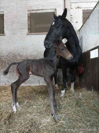 Hengstfohlen auf der Reitanlage Meir geboren! - Meitingen - myheimat.de