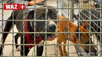 Tierheim Witten sucht dringend Paten für schwere Fälle - WAZ News