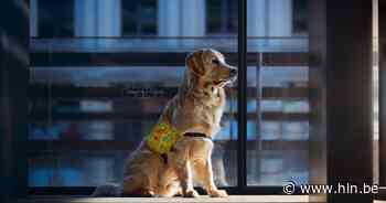 Ontbijtwandeling voor opleiding honden Canisha - Het Laatste Nieuws