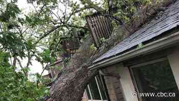 Woman dies after being hit by falling tree during severe thunderstorms in Ontario