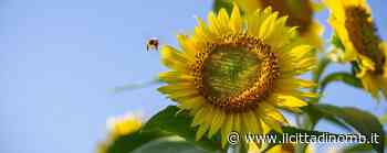 Lissone: bombe di semi al Bosco Urbano per aiutare le api - Il Cittadino di Monza e Brianza