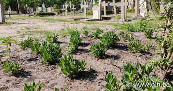 Aanhoudende droogte speelt nieuw gras op begraafplaatsen stevig parten - Het Laatste Nieuws