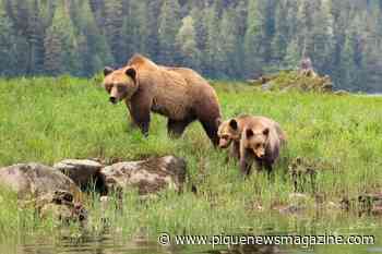 BC extends road closure through Lillooet grizzly habitat - Pique Newsmagazine