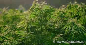 Legalisierung von Cannabis: Hanf-Marsch in Ulm - DONAU 3 FM