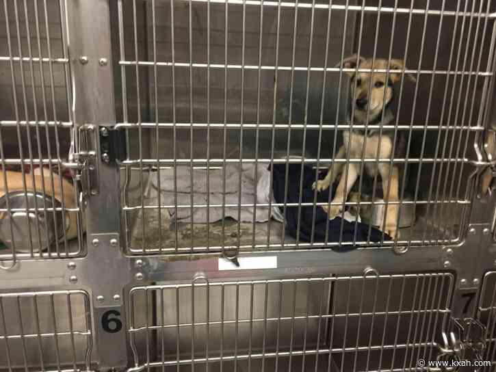 APA! asks for public's help after sewer clog causes flooding in parvo ward