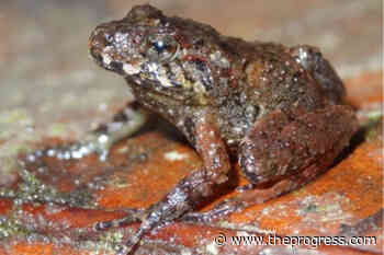 562 endangered species considered 'lost', researchers trying to find them – Chilliwack Progress - Chilliwack Progress