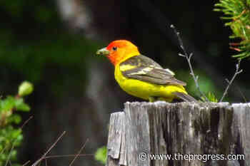 Manning Park Bird Blitz planned for mid June – Chilliwack Progress - Chilliwack Progress