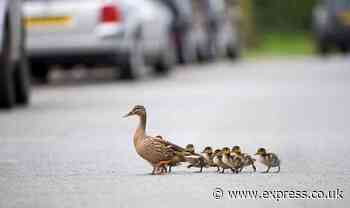 'Disgusting' van driver ploughs over family of ducklings crossing road and kills three