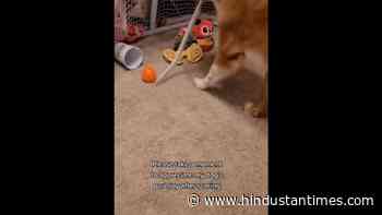 Dog uses toy hockey stick to score a goal. Video shows his pure joy - Hindustan Times