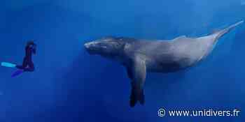 Les vies secrètes des baleines à bosse, projection, conférence et échanges Audenge samedi 28 mai 2022 - Unidivers