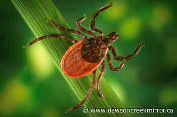 What is Lyme disease and what are the symptoms? - Dawson Creek Mirror