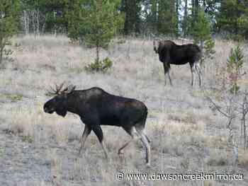 Peace River South MLA questions new hunting restrictions - Dawson Creek Mirror