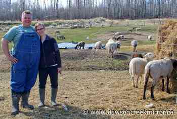 Tower Lake homesteaders share joy of farming - Dawson Creek Mirror