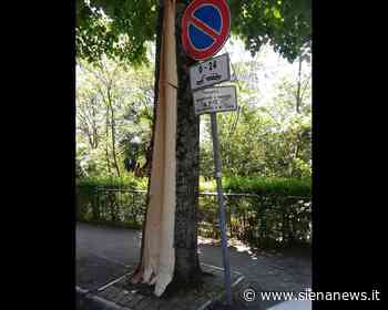 Siena, il comune interviene per salvare il tiglio in via dei Mille - Siena News